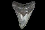 Fossil Megalodon Tooth - South Carolina #130731-1